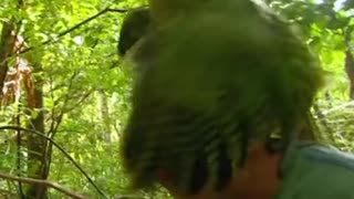 Exotic Bird humps british man