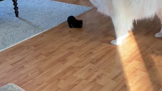 Foster Kitten Tries Tussling with Gentle Giant