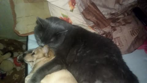 Cat hugs passionately and licks a small dog