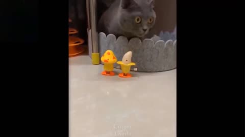 Cute AndFunny Pets