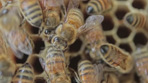 close up view of bees in a honeycomb