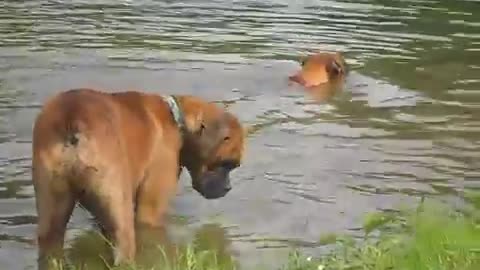 Phoenix Ridge Boxers, at the lake!