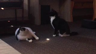 Best stupid Catfight ever in my House