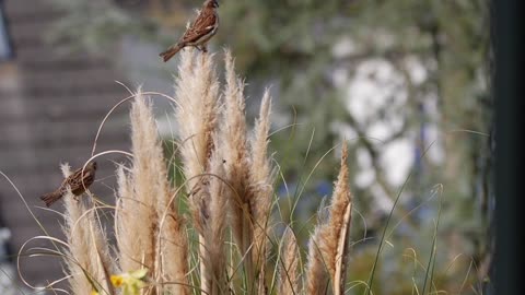 Sparrows playing