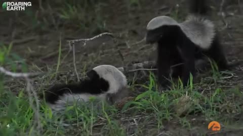 Honey Badger Rescues Baby from Leopard