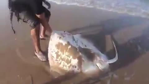 A man saves mother sting ray and his babies