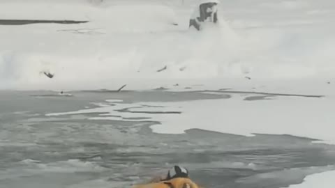 Rescuer Jumps into Freezing River To Save Dog Life