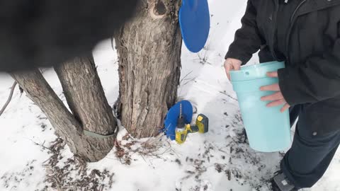 Maple syrup season