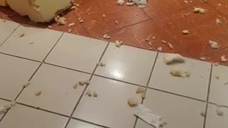 Frenchies Tear Up Living Room