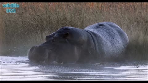 Angry hippos fight for mate nature great event