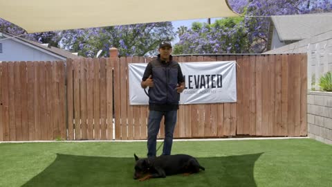 DOG TRAINING FUNDAMENTALS: LESSON 3