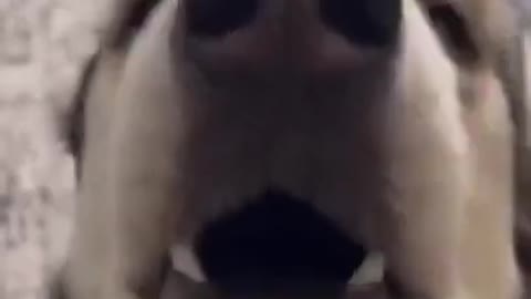 funny husky speaking dog