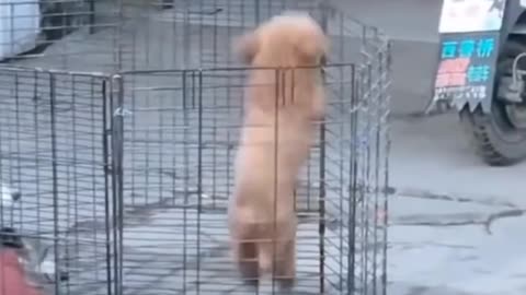 Cute Dog Trying to Escape but Too Short #short