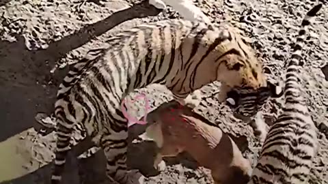 Tigers Think This Dog Is Their Mama