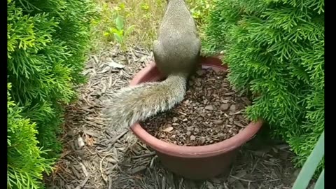 Mika The Squirrel 🐿️ is planting peanuts 🥜 love watching her paws 🐾