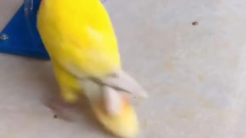 Giga-talented Birb