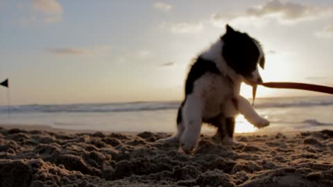 Happy dog ​​playing on the beach animales