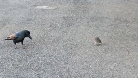 A strange relationship between a crow and a mouse figting