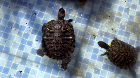 Animal Water Turtles In A Water Pool