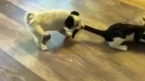 Funny Cats and Dogs Year 21 - Not a real fight - Small issue between small three friends