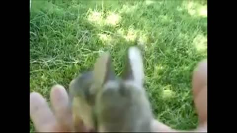 Baby Bunny Rabbits Binky - CUTEST Compilation Video