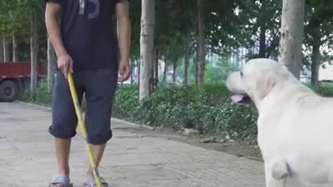 DOG SAVE BLIND MAN LIFE 😚😚😗