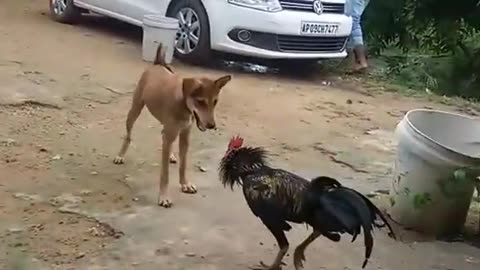 Cock and Dog fight...cock dominating