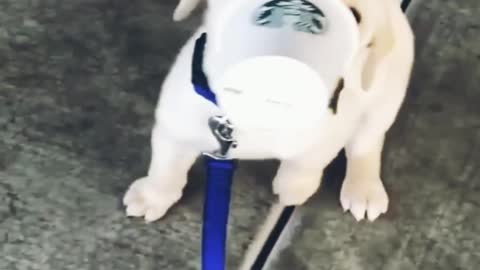 Funniest puppy is entertaining with a plastic glass