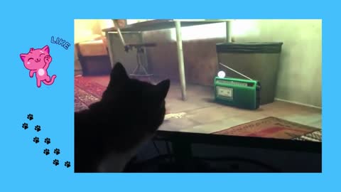 Try To Keep A Straight Face 🥴 - Cute and Funny Compilation of Cats Watching Their Humans Play Stay😼