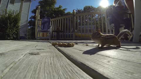 Chipmunks love peanuts! Our buddy Freddie!