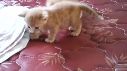 Kittens are learning how to walk