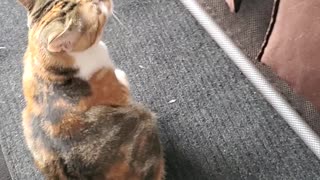 This Cat Wants To "Help" Fold The Laundry