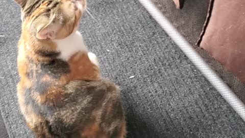 This Cat Wants To "Help" Fold The Laundry