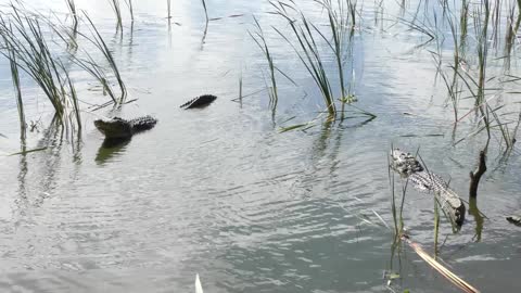 Large alligators growling during mating season