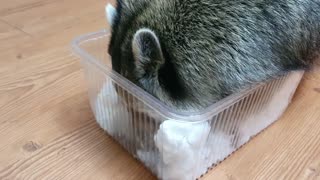 Raccoon finds nuts hidden in the snow in the house because it is cold outside.