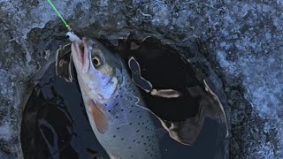 Cutthroat Trout Ice Fishing