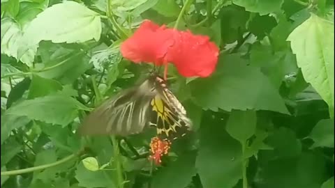 Butterfly feeding nectar