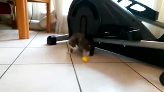 Energetic kitten plays a top football match!
