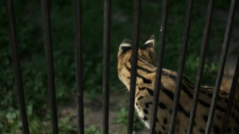 wild cat, leopard in the cage of the zoo