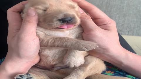2 Week Old Pupper Gets a Head Massage