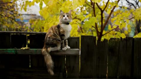 Cute Cat Videos/nature scene-2021