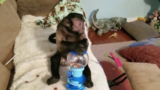 Monkey Playing With a Bubblegum Machine