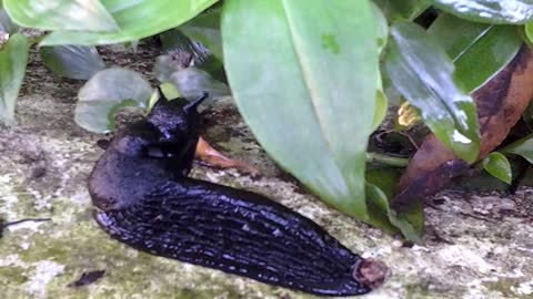 Black slug / limace noire.