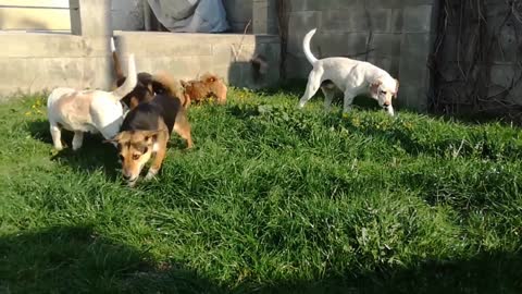 Spring with Beagle Rescue Hungary