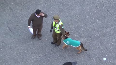 MUST SEE! POLICE DOG ATTACKED BY PACK OF STRAY DOGS😲