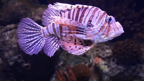 A Scorpion Fish In An Aquarium Uploaded at June 26, 2019