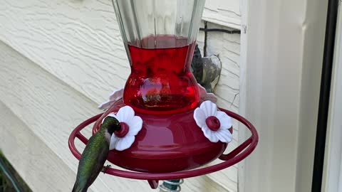 Hummingbirds