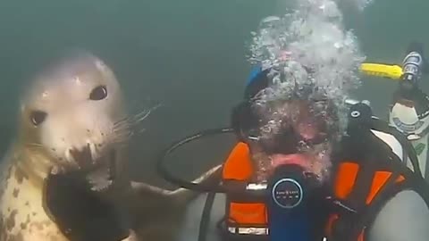 Seals are basically labradors of the sea! 😍 #EarthCapture with Ben Burville