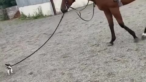 Little puppy takes big horse for a walk #shorts #shortvideo #video #virals #videoviral