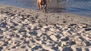 Rhodesian Ridgeback - Playing in the Asbury Park Dog Beach Surf